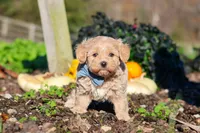 Enzo, a male Maltipoo for sale in Fresno, OH – 4 of 7
