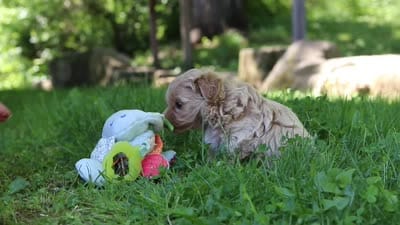Haven, a female Maltipoo for sale in Fresno, OH – 8 of 8