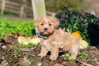 Weston, a male Maltipoo for sale in Fresno, OH – 6 of 7