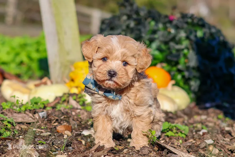 Weston – Maltipoo puppy for sale in Fresno, OH