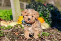 Weston, a male Maltipoo for sale in Fresno, OH – 1 of 7