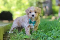 Norris, a male Maltipoo for sale in Fresno, OH – 5 of 7