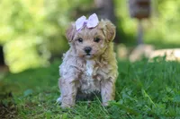 Haven, a female Maltipoo for sale in Fresno, OH – 7 of 8