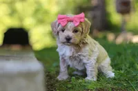 Sage, a female Maltipoo for sale in Fresno, OH – 3 of 7