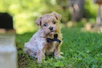 Rocky, a male Maltipoo for sale in Fresno, OH – 2 of 8