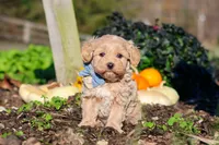 Enzo, a male Maltipoo for sale in Fresno, OH – 2 of 7