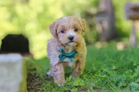 Norris, a male Maltipoo for sale in Fresno, OH – 6 of 7