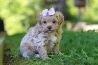 Haven, a female Maltipoo for sale in Fresno, OH – 6 of 8
