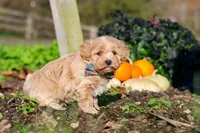 Weston, a male Maltipoo for sale in Fresno, OH – 4 of 7