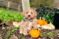 Weston, a male Maltipoo for sale in Fresno, OH – 7 of 7