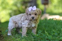 Haven, a female Maltipoo for sale in Fresno, OH – 2 of 8