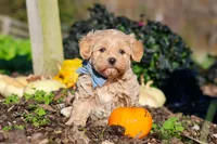 Enzo, a male Maltipoo for sale in Fresno, OH – 3 of 7
