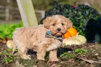 Weston, a male Maltipoo for sale in Fresno, OH – 3 of 7
