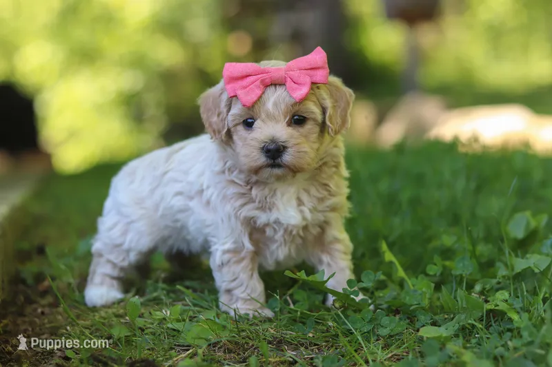 Sage – Maltipoo puppy for sale in Fresno, OH