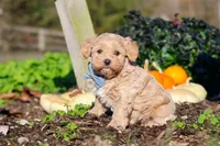 Enzo, a male Maltipoo for sale in Fresno, OH – 7 of 7