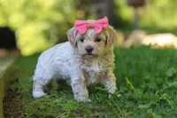 Sage, a female Maltipoo for sale in Fresno, OH – 6 of 7