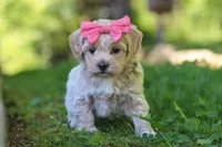Sage, a female Maltipoo for sale in Fresno, OH – 5 of 7