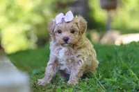 Haven, a female Maltipoo for sale in Fresno, OH – 3 of 8