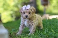Haven, a female Maltipoo for sale in Fresno, OH – 4 of 8