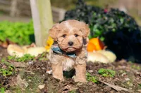Weston, a male Maltipoo for sale in Fresno, OH – 2 of 7