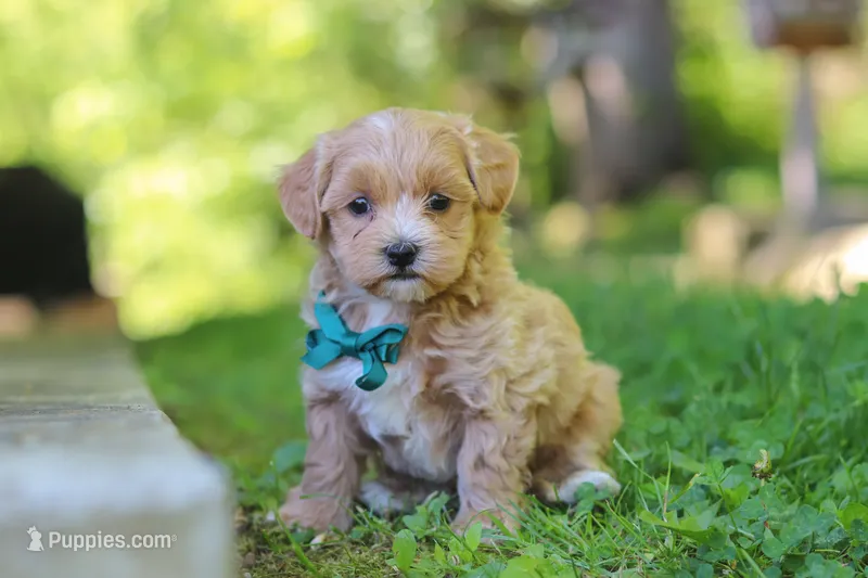 Norris – Maltipoo puppy for sale in Fresno, OH
