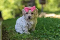 Sage, a female Maltipoo for sale in Fresno, OH – 2 of 7