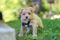Rocky, a male Maltipoo for sale in Fresno, OH – 6 of 8