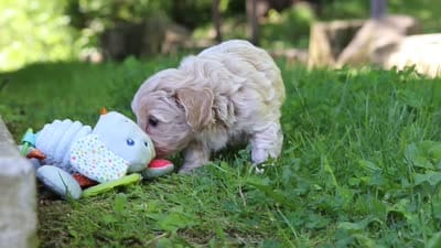 Sage, a female Maltipoo for sale in Fresno, OH – 7 of 7
