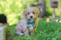 Norris, a male Maltipoo for sale in Fresno, OH – 4 of 7