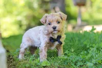 Rocky, a male Maltipoo for sale in Fresno, OH – 4 of 8