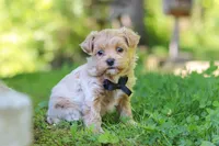Rocky, a male Maltipoo for sale in Fresno, OH – 3 of 8