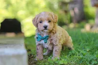 Norris, a male Maltipoo for sale in Fresno, OH – 2 of 7