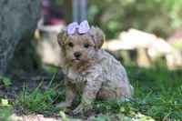 Haven, a female Maltipoo for sale in Fresno, OH – 5 of 8