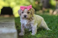 Sage, a female Maltipoo for sale in Fresno, OH – 4 of 7