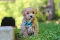 Norris, a male Maltipoo for sale in Fresno, OH – 3 of 7