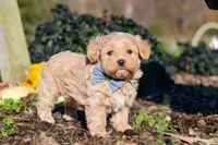 Enzo, a male Maltipoo for sale in Fresno, OH – 6 of 7
