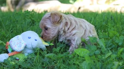 Rocky, a male Maltipoo for sale in Fresno, OH – 8 of 8