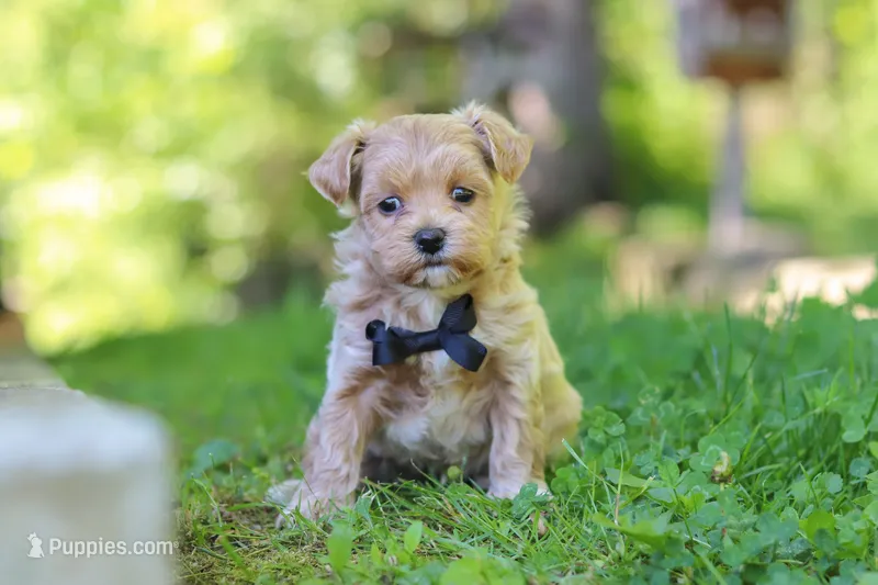 Rocky – Maltipoo puppy for sale in Fresno, OH