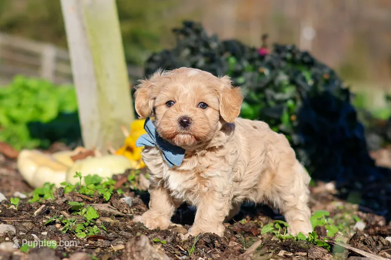 Enzo – Maltipoo puppy for sale in Fresno, OH