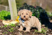 Enzo, a male Maltipoo for sale in Fresno, OH – 1 of 7