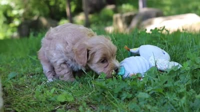 Norris, a male Maltipoo for sale in Fresno, OH – 7 of 7