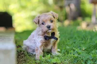Rocky, a male Maltipoo for sale in Fresno, OH – 7 of 8
