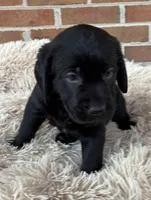 Jackson, a male Labrador Retriever for sale in Clifton, VA – Photo 2 of 7