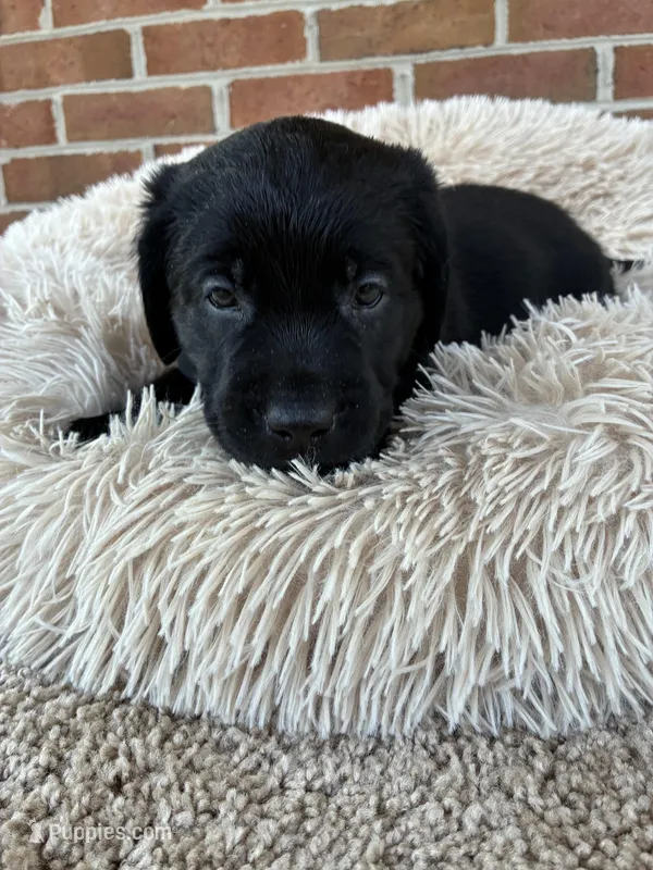 Jackson – Labrador Retriever puppy for sale in Clifton, VA