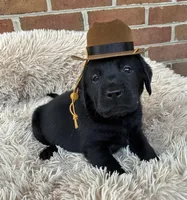 Hank, a male Labrador Retriever for sale in Clifton, VA – Photo 1 of 7