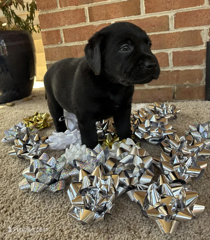 Beau – Labrador Retriever puppy for sale in Clifton, VA