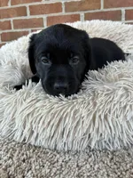 Beau, a male Labrador Retriever for sale in Clifton, VA – Photo 7 of 7