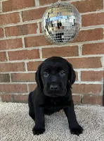 Beau, a male Labrador Retriever for sale in Clifton, VA – Photo 4 of 7
