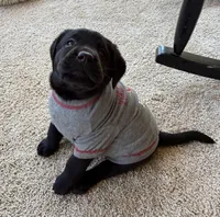 Lincoln, a male Labrador Retriever for sale in Clifton, VA – Photo 2 of 6