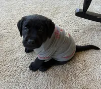 Lincoln, a male Labrador Retriever for sale in Clifton, VA – Photo 4 of 6